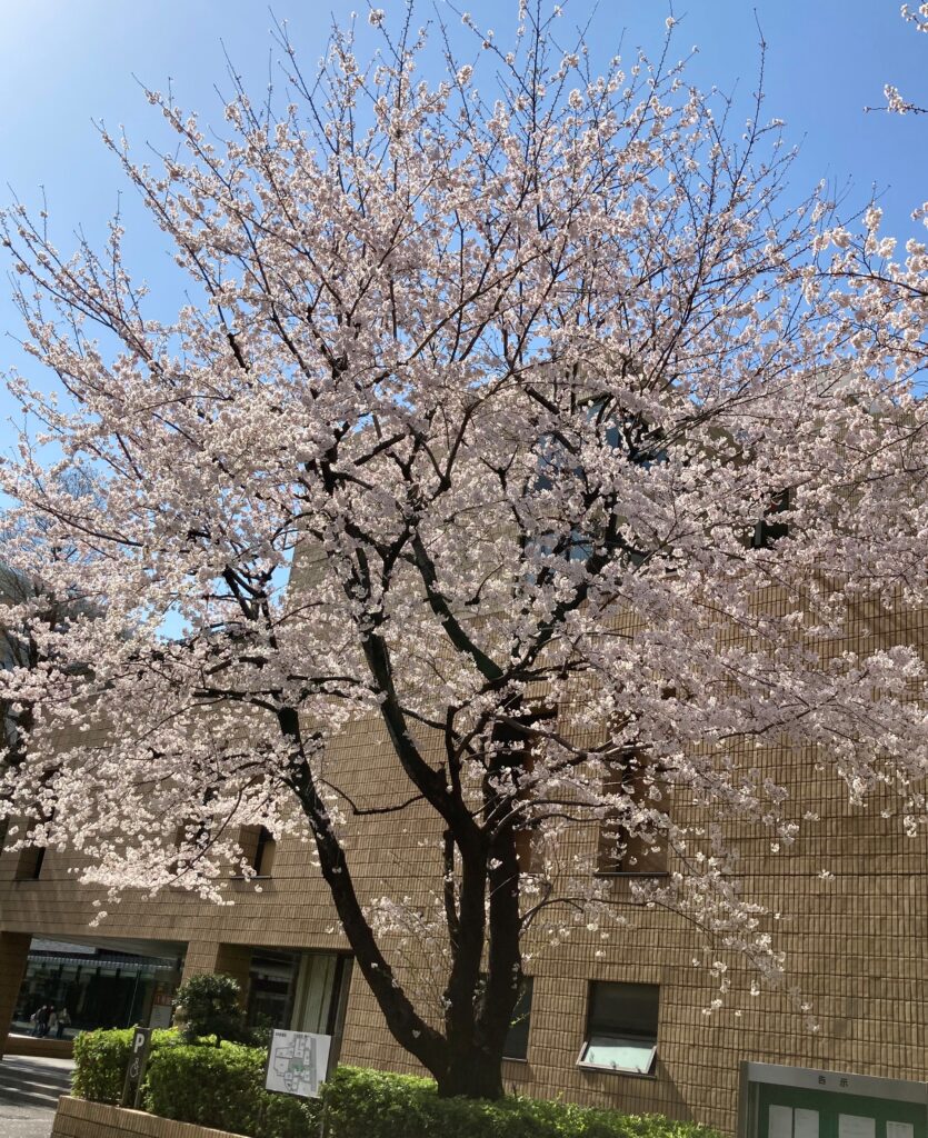 大学構内の桜が満開になりました