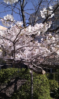 2011 sakura1.jpg