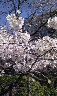 2011 sakura2.jpg